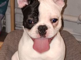 Französische Bulldogge Rüde