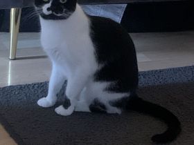 Cockie sucht noch heute ein Zuhause