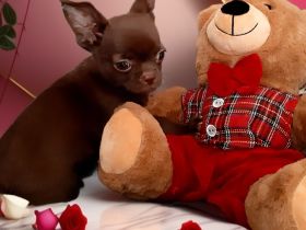 Schoko Chihuahua Welpe Rüde