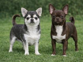 2 Chihuahua Deckrüden mit Stammbaum