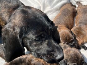 Reinrassige Hannoversche Schweißhunde --- Welpen