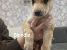 Rhodesian Ridgeback- Schäferhund Mix Welpen