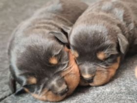Rottweilerwelpen