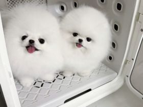 Wunderschöne Pomeranian-Welpen