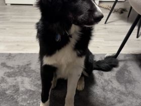 Liebevoller Familienhund