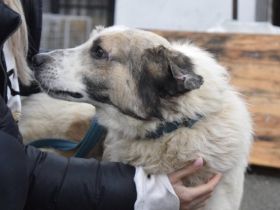 Überlebenskünstler Karl-Hoinz sucht eine zweite Chance