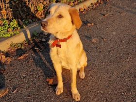 Herzensdiebin Salsa wickelt dich um die Pfote