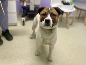 Herzenshund Lupo geht mit dir durch dick und dünn