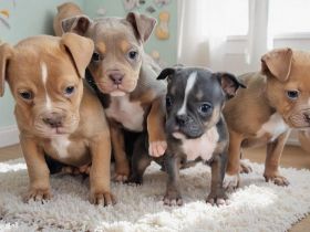 Old English Bulldog Welpen