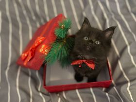 Wunderschöne Main-Coon Kiten suchen ein liebevolles Zuhause