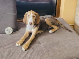 Rudolph ein tolles Kerlchen