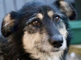 Sanfter Wuschelrüde Star wartet auf sein Wunder