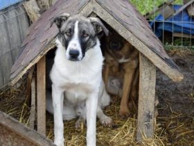 Beethoven möchte lernen zu vertrauen - wer gibt ihm eine Chance?