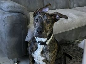 Malinois-Mischling sucht neues Zuhause