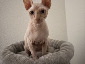 Sphynx Kater 4 Monate alt