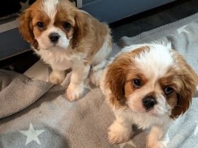 Süße Cavalier King Charles Welpen mit FCI Papieren!