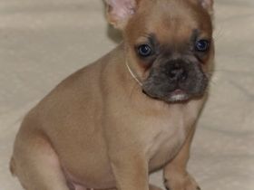 Alternativ Französische Bulldoggen Welpen Hündin mit Ahnentafel