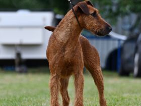 Irish Terrier Welpen