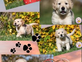 Herzige Golden-Retriever-Welpen aus familiärer Zucht