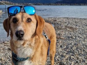 Unser Familienhund sucht ein liebevolles Zuhause