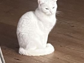 Katze sucht neues zuhause