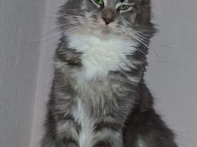 Zuchtverkleinerung bluesilverticked white Maine Coon Kätzin mit Stammbaum