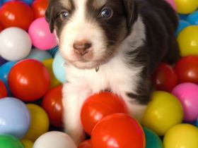 5 Australian Shepherd Welpen (Dark) & Red White Copper...
