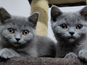 BKH Kitten reinrassig