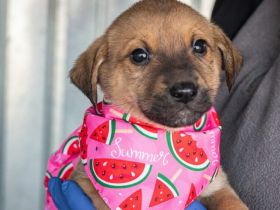 Summer bringt dir die Sonne ins Haus