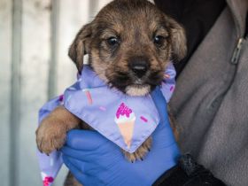 Lass dich von Bubble um die Pfote wickeln