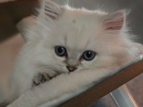 Quoka Anzeigen Tiermarkt Katzen Die letzten zwei BKH Langhaar Mädchen mit wunderschönen blauen Auge