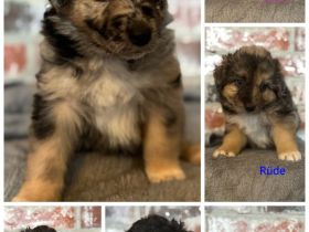 Australian Shepherd Mix Welpen