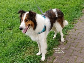 Collie Deckrüde Amerikanische Altdeutsche Linie