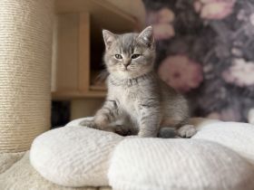 BKH Bärchen aus liebevoller Zucht