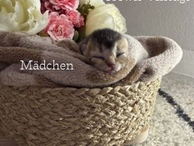 BKH Bärchen mit Stammbaum