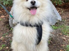 Über Puschkin kleiner Samojedenrüde 1-2 Jahre alt, freundlich, quirlig, kennt Katzen