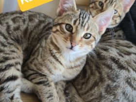 Zwei Bengal Kater suchen neues Zuhause