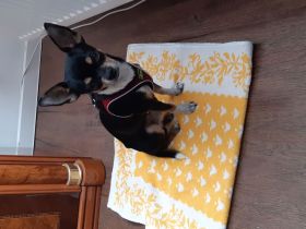 Chihuahua Rüde tricoulor 7jährig lieb und ruhig