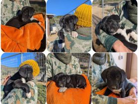 Gustl – ein kleiner Entdecker mit Flausen im Kopf