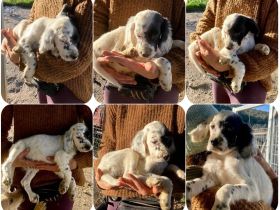 Odin, Pepe und Oreo drei junge Setter-Seelen