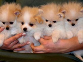 Zwergspitz Pomeranian Welpen