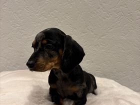 Liebevolle Zwergdackel Hündin sucht Traumzuhause