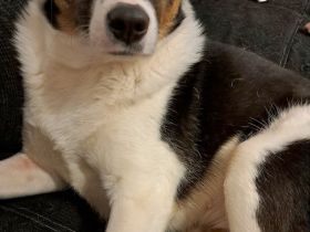 Kalea auf Pflegestelle in 55411 Bingen sucht ihr Für-immer-Zuhause