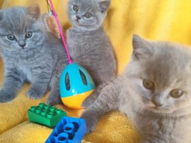 BKH Kitten mir Stammbaum