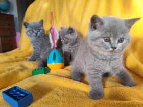 BKH Kitten mir Stammbaum