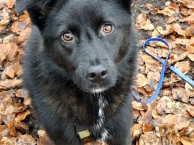 Whoopi auf Pflegestelle in 48268 Greven sucht ihr Für-immer-Zuhause