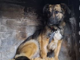 Pino auf Pflegestelle in 48268 Greven sucht sein Für-immer-Zuhause