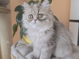 ein zuckersüßes Persermädchen.....