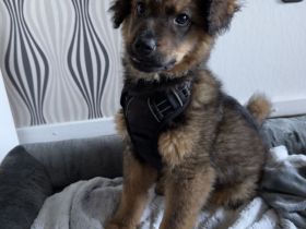 Mischlingswelpe (Rüde), 16 Wochen, sucht Zuhause