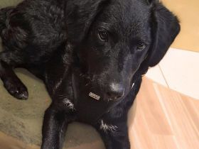 Nero in 78730 Lauterbach sucht sein Für-immer-Zuhause